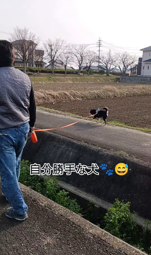 お父さんと定春くんのお散歩