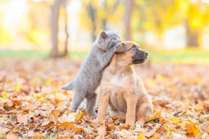 落ち葉の上でジャレ合う子犬と子猫