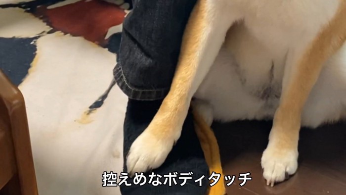 男性の足の甲に右前足をのせる犬