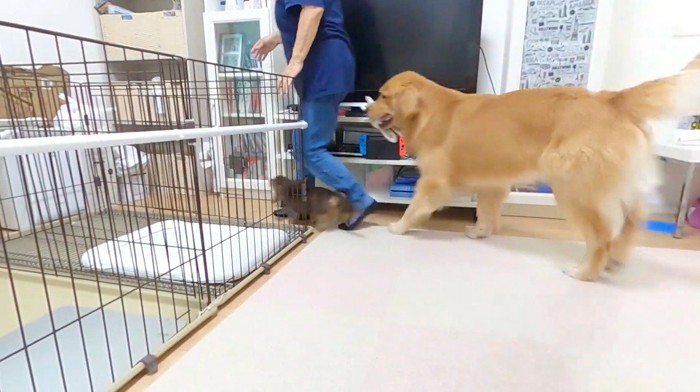 女性を追いかける大型犬と小型犬