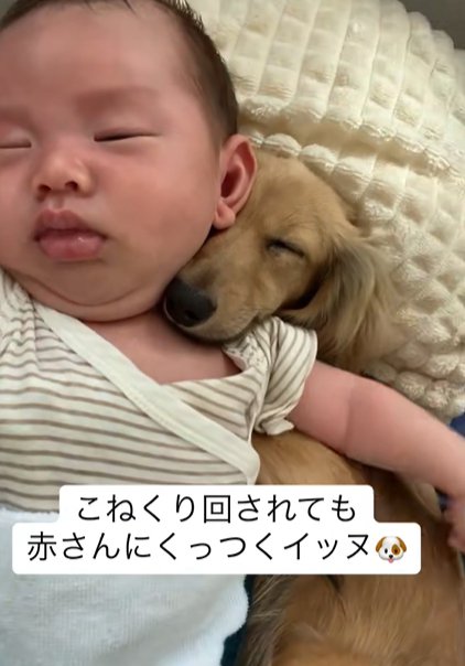 仰向けで眠る赤ちゃんの左肩に顔を埋めて眠るカニンヘンダックスフンド