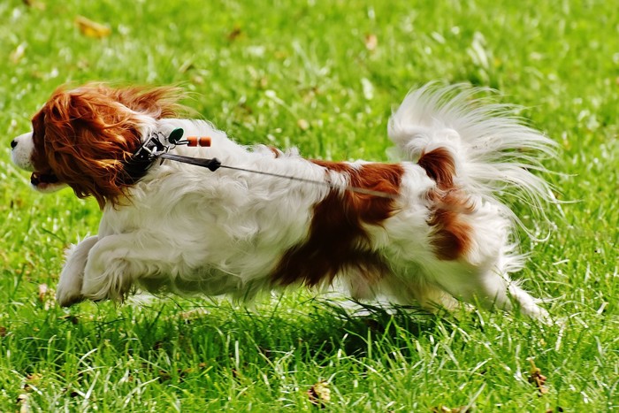 引っ張りの犬