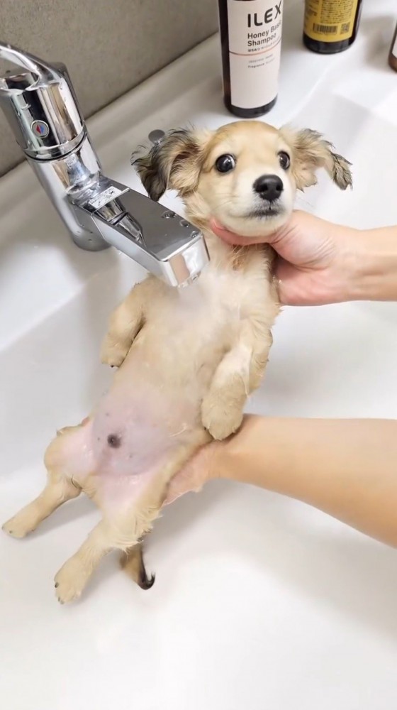 胸に水道のお湯を浴びながらカメラに視線を向ける子犬