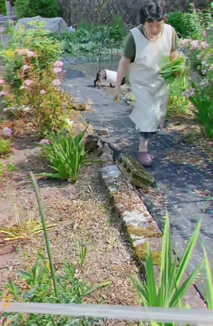 野菜が収穫できました