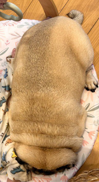 強引に添い寝するもち丸くん2