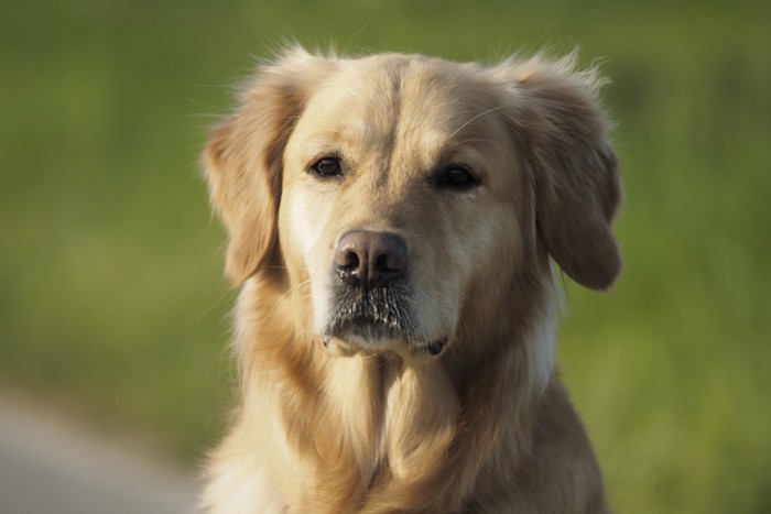 物思いにふける犬