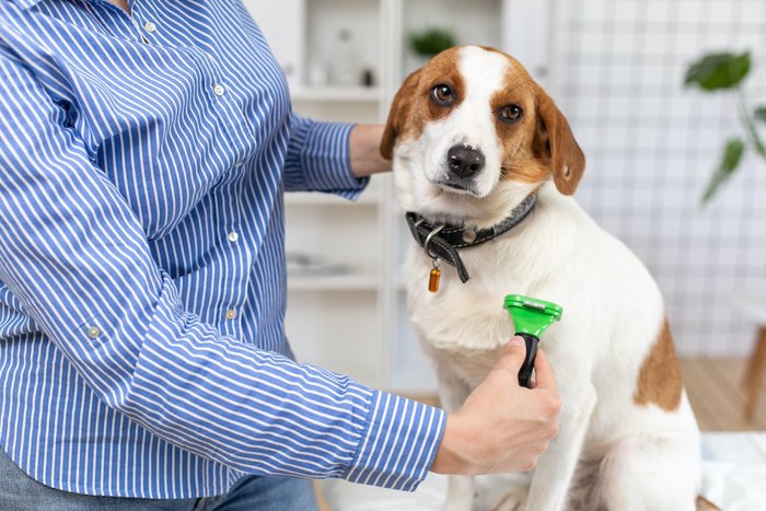 身体をブラッシングされている垂れ耳の犬