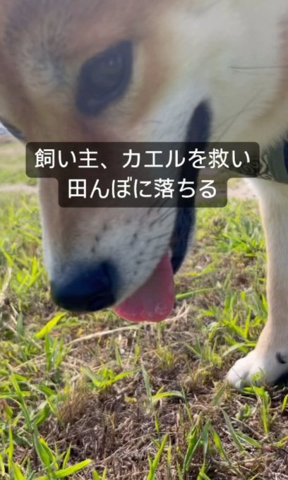 柴犬