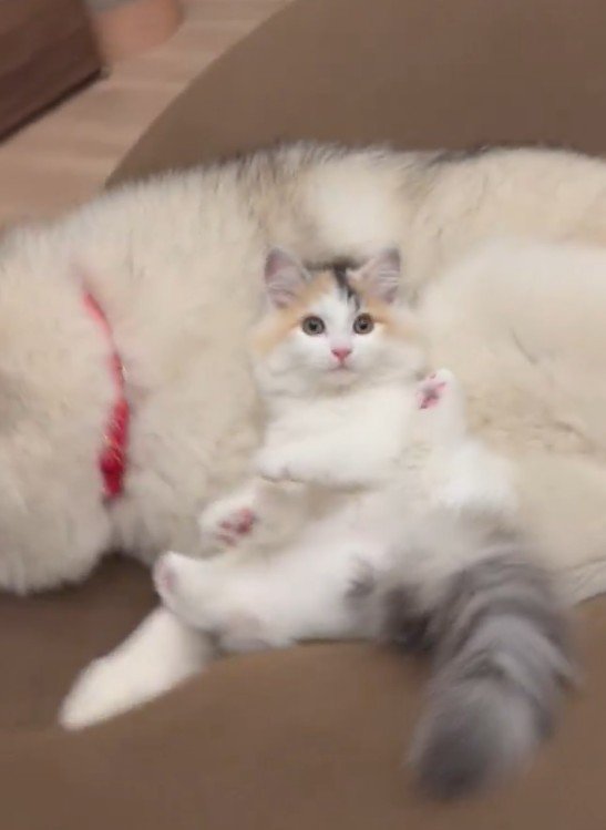 猫たちから大人気