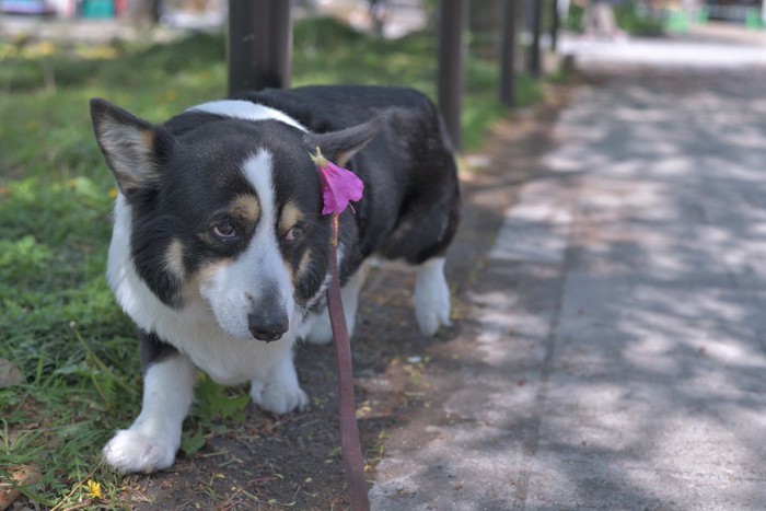 困った表情の犬