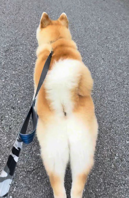 「猿がいた！！」