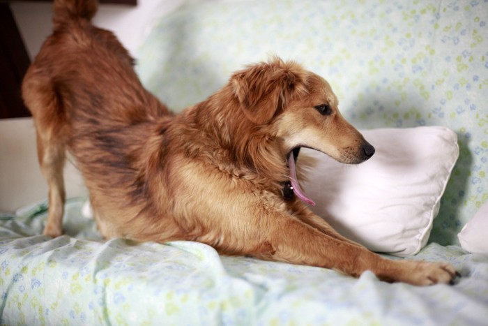 あくびをして伸びている犬