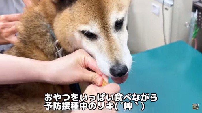 おやつを食べながら注射されるリキくん