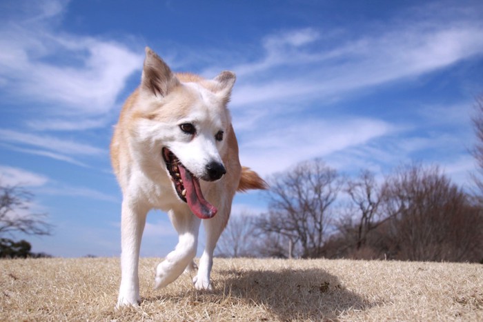 口を開けて青空の元を歩く犬