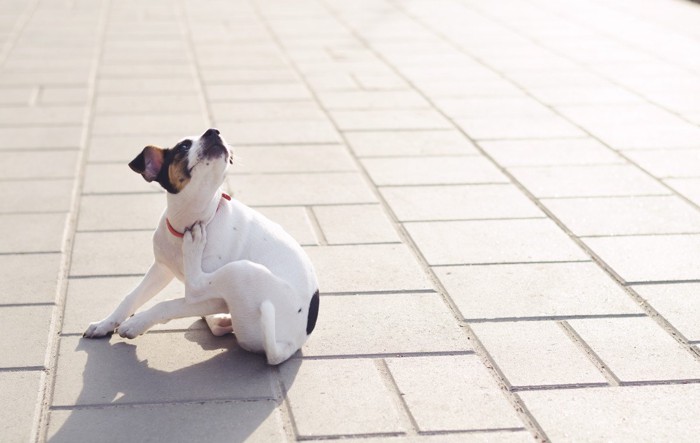 体がかゆい犬