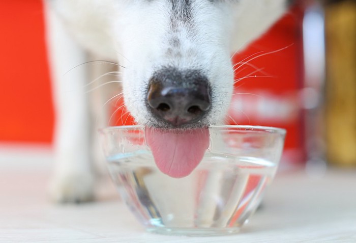 ボウルから水を飲む犬の口元