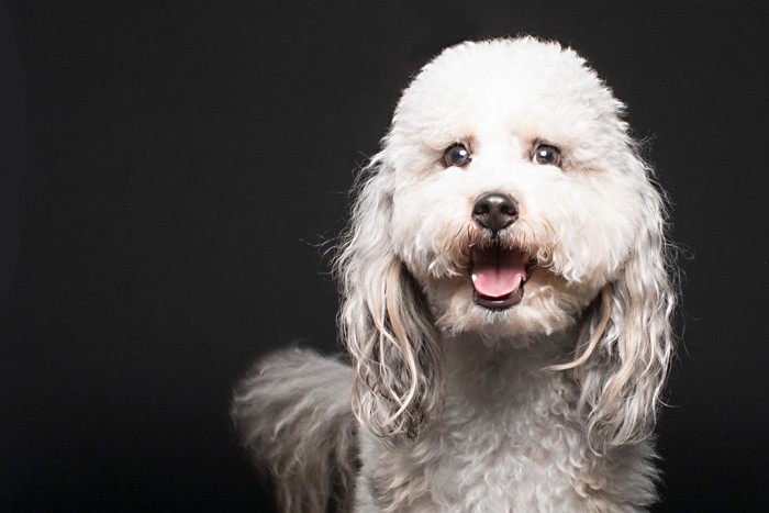 驚きの表情の犬