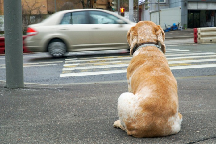 横断歩道前に座る犬