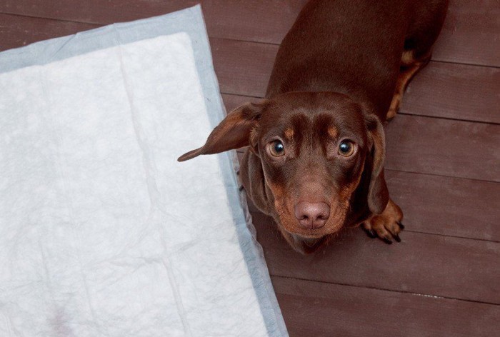 見上げる犬とトイレシーツ