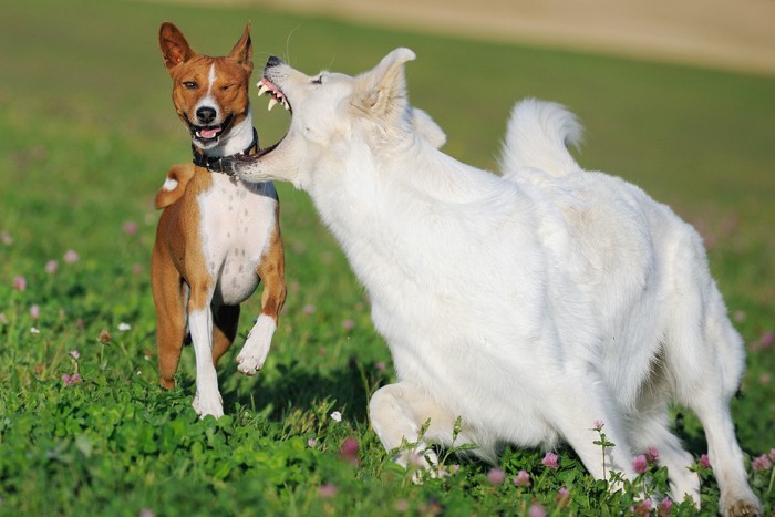 じゃれ合う茶犬と白犬