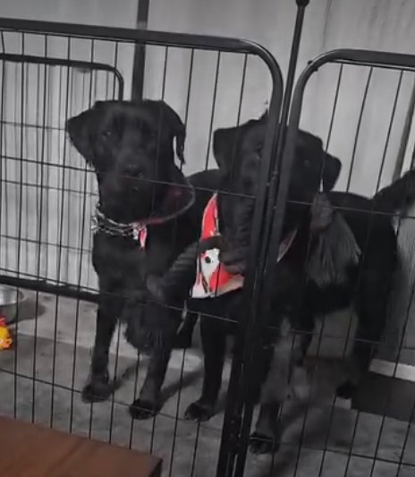 こちらを見る犬1