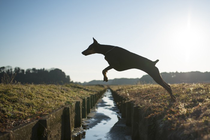 脱走する犬