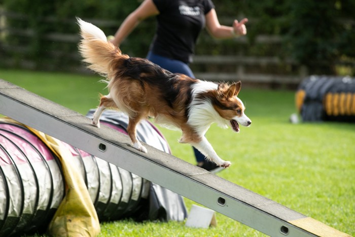 アジリティをする犬