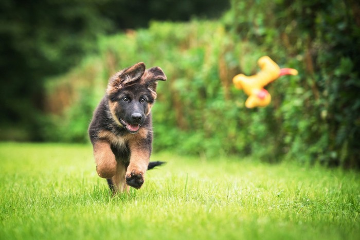 おもちゃを追いかけて走る子犬