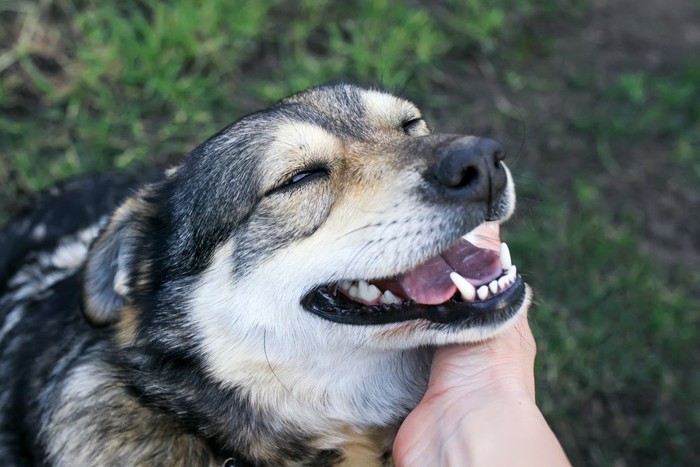 褒めてもらう犬