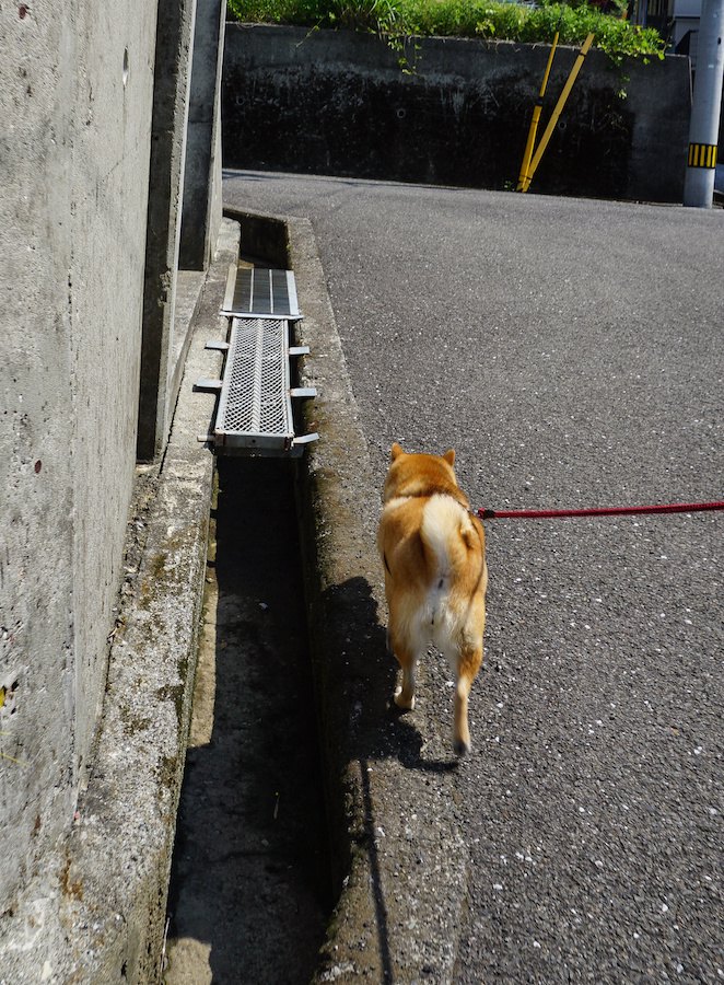 散歩中に側溝ギリギリを歩く柴犬