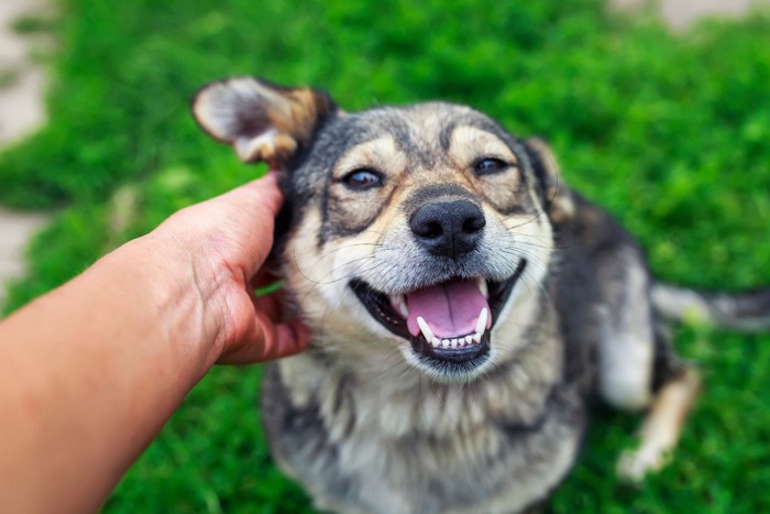 撫でられて嬉しそうな犬