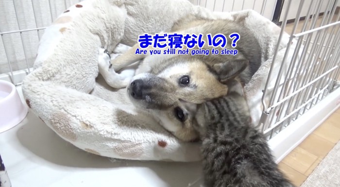 眠いリキくん