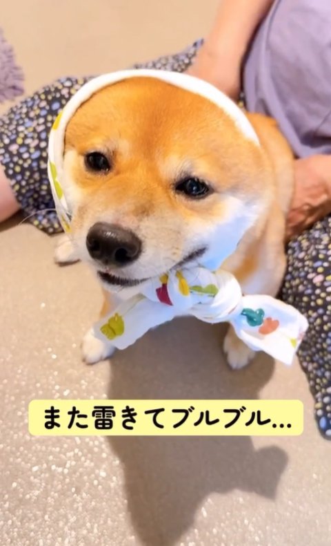 震える柴犬