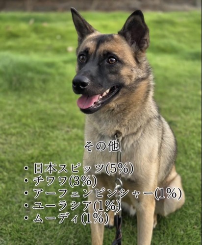 芝生でおすわりする犬