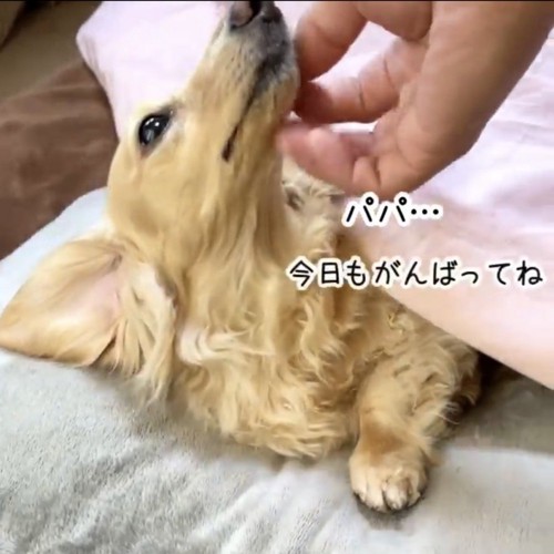 家を出るパパに撫でられるダックス分