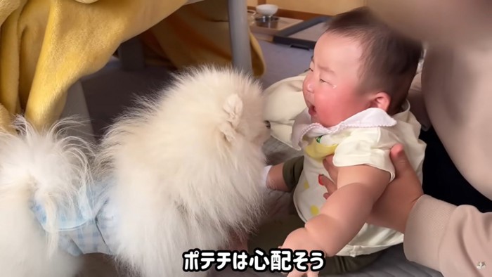 赤ちゃんと犬