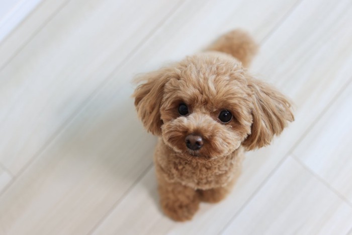 お座りする犬