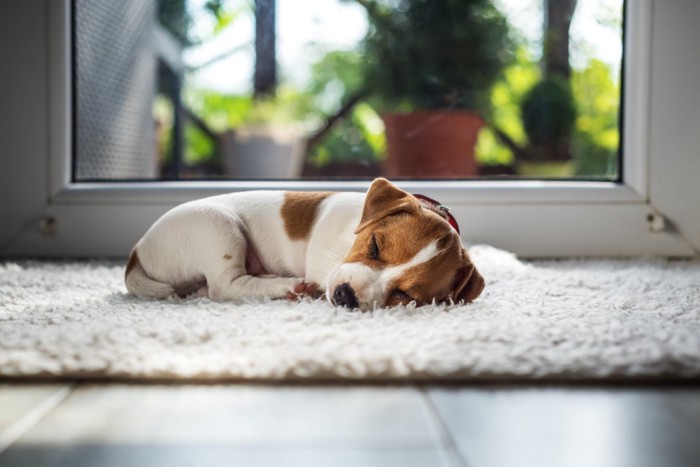 窓の近くで眠る子犬