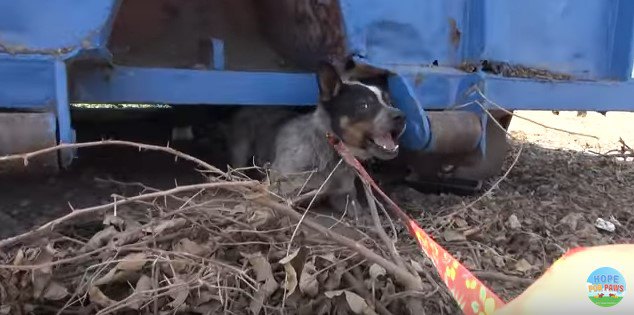 驚く犬