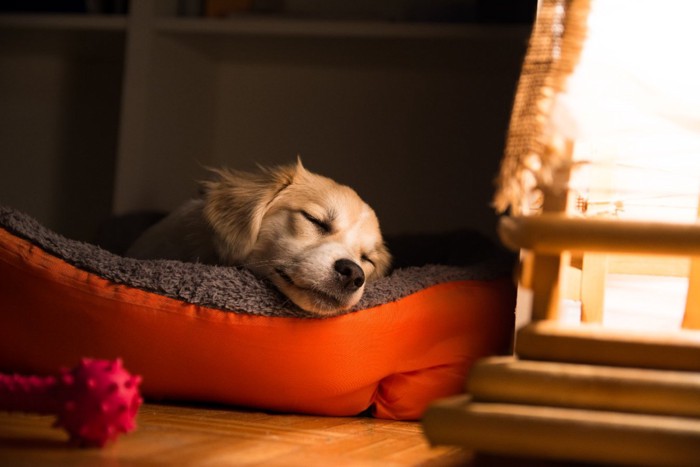 薄暗い場所で眠る子犬