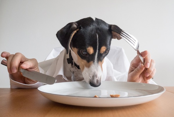 二人羽織する犬