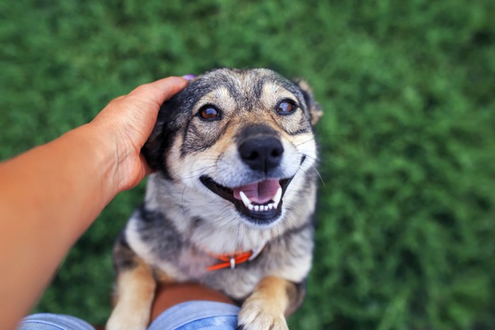 撫でてほしそうな顔で飼い主の足に掴まる犬