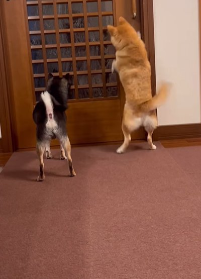 扉の前で待つ犬たち
