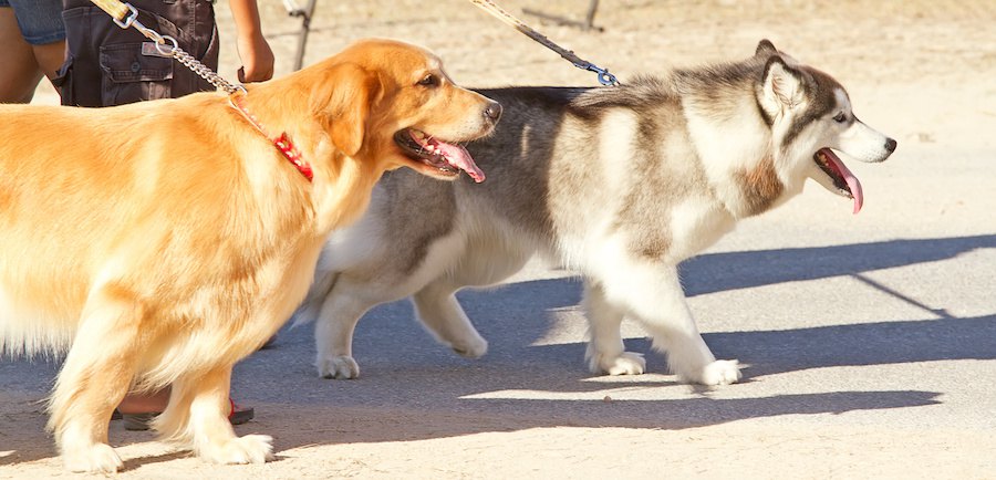 並んで散歩する2匹の犬