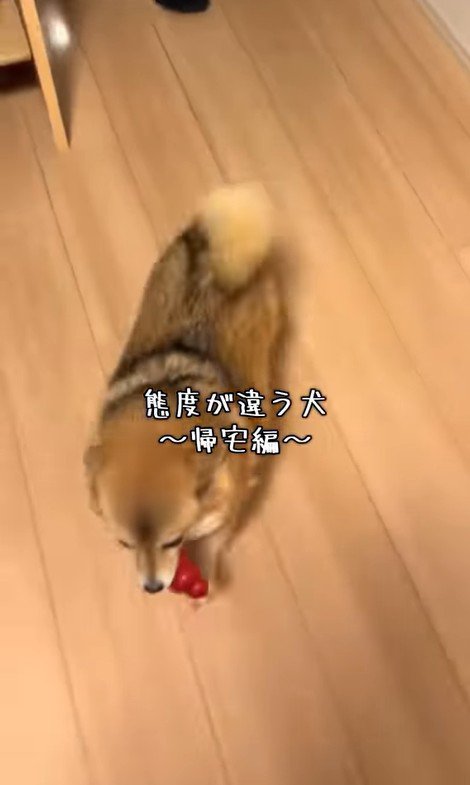 あずきちゃんの歓迎ぶりの差