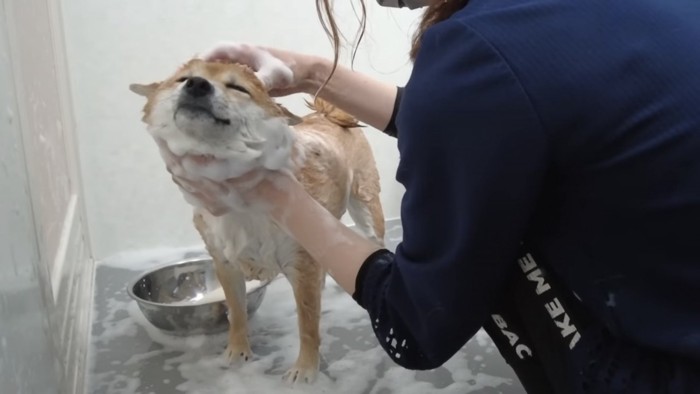 シャンプーの泡をつけられる柴犬