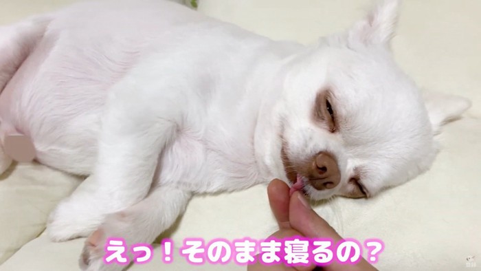 コハクくんの舌を掴んだら？9