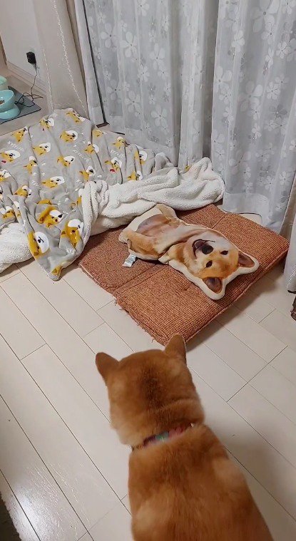 クッションを見つめる犬