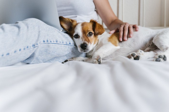 飼い主の足に寄りかかる犬