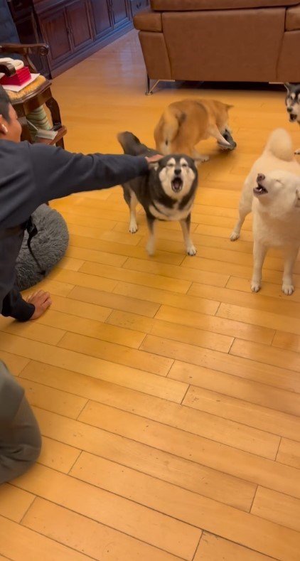 遠吠えする犬たち